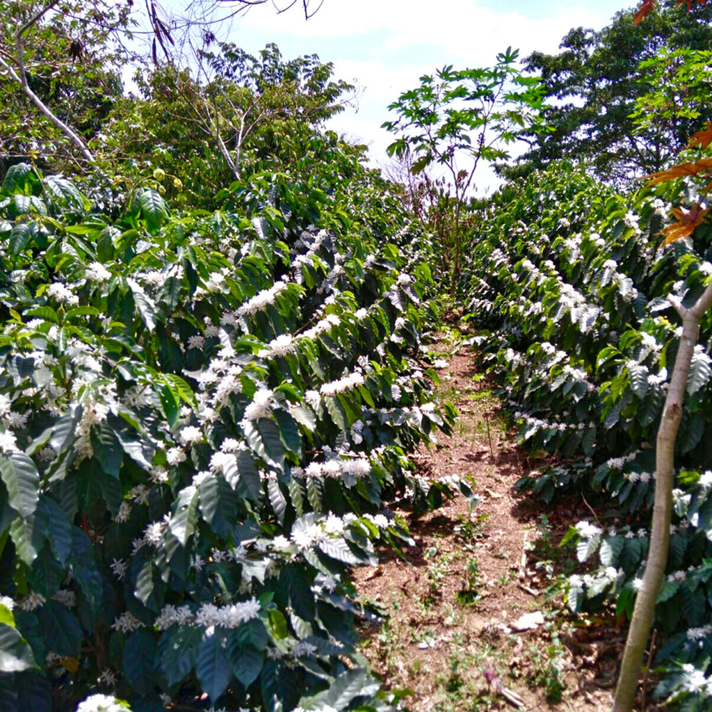 Café artesanal de finca en Chenalhó, Chiapas