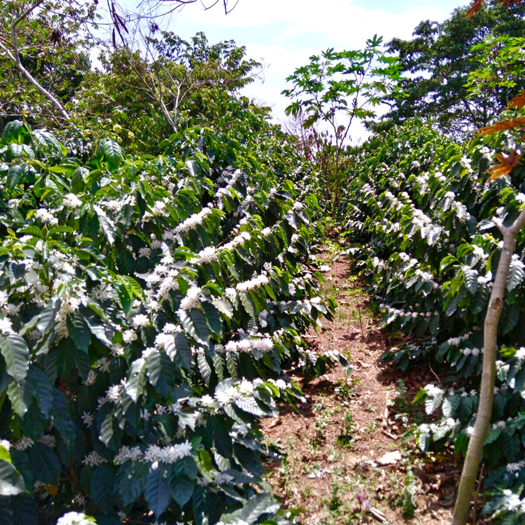 Café artesanal de finca en Chenalhó, Chiapas