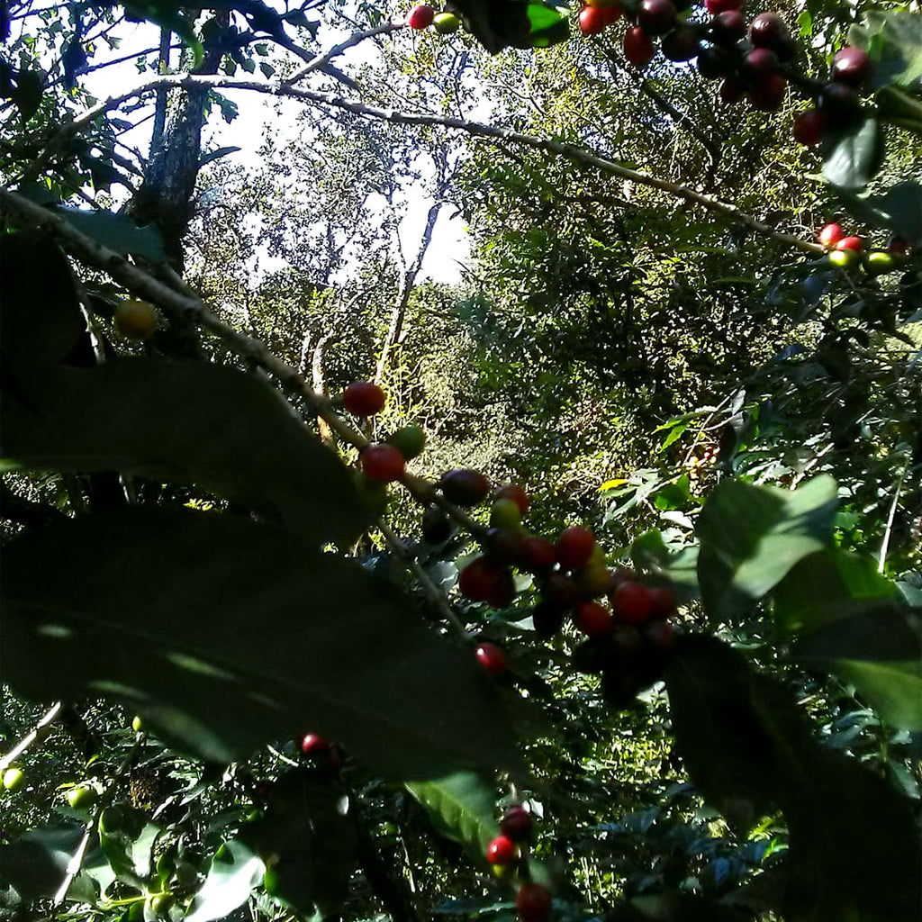 Café artesanal de finca en Región Mazateca, Oaxaca