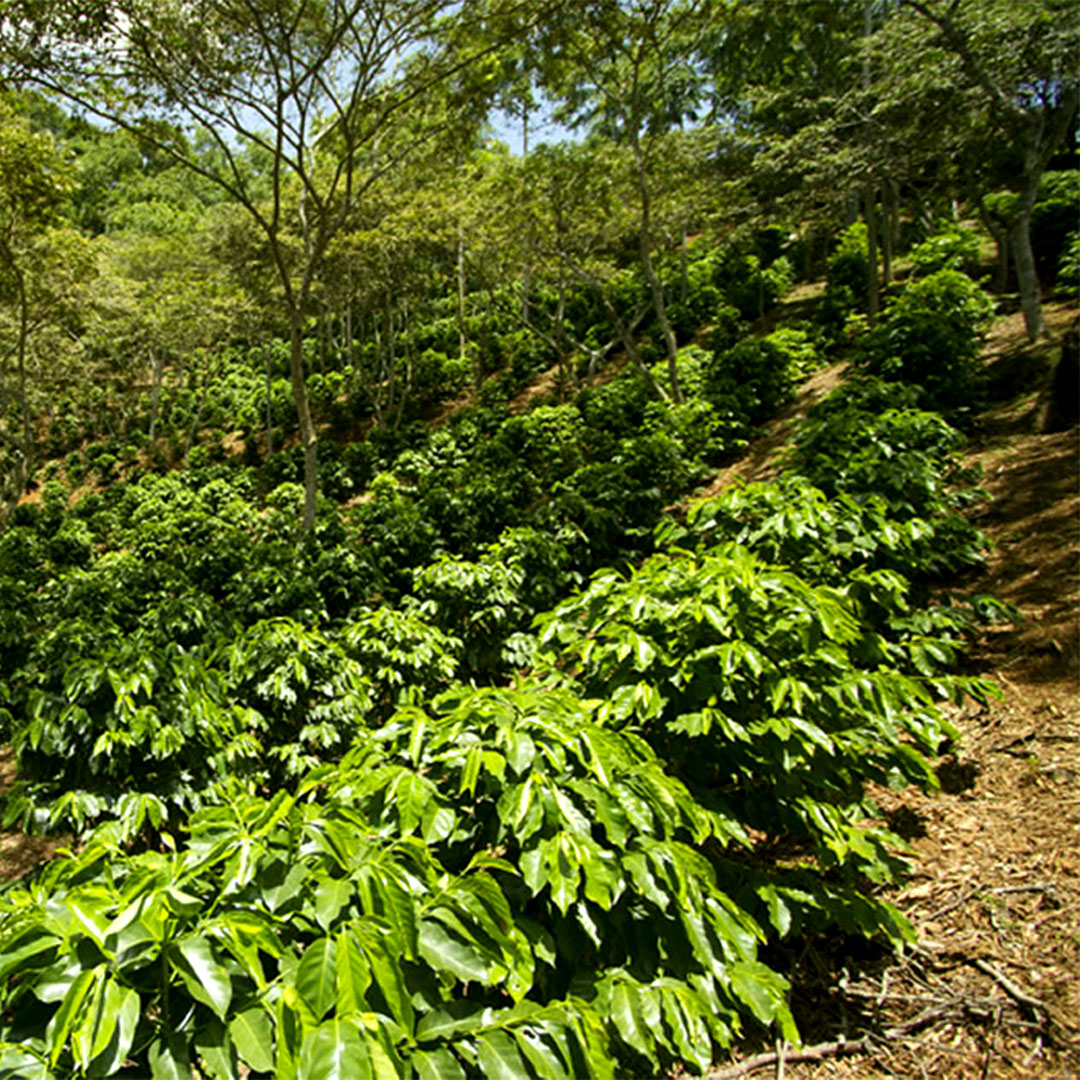 Café artesanal de finca en Huatusco, Veracruz