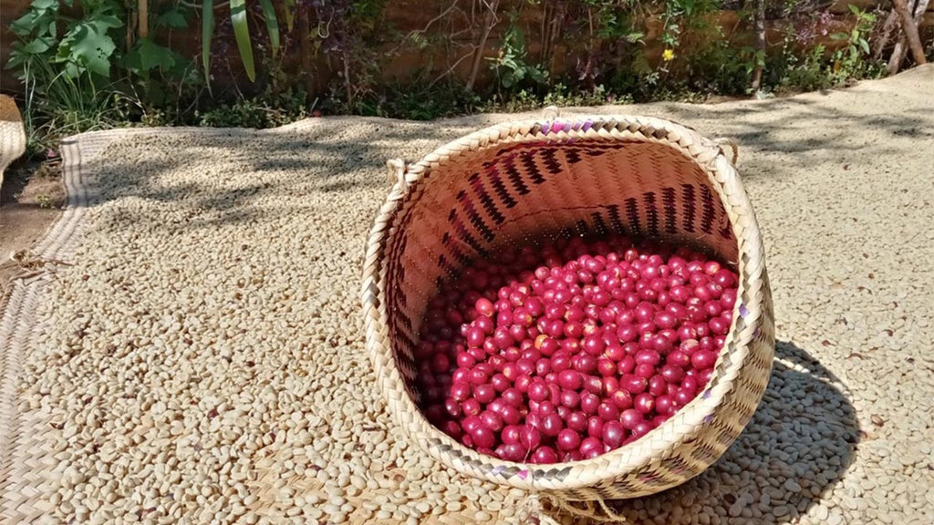 Cerezas de café mexicano maduras en planta - cultivo tradicional