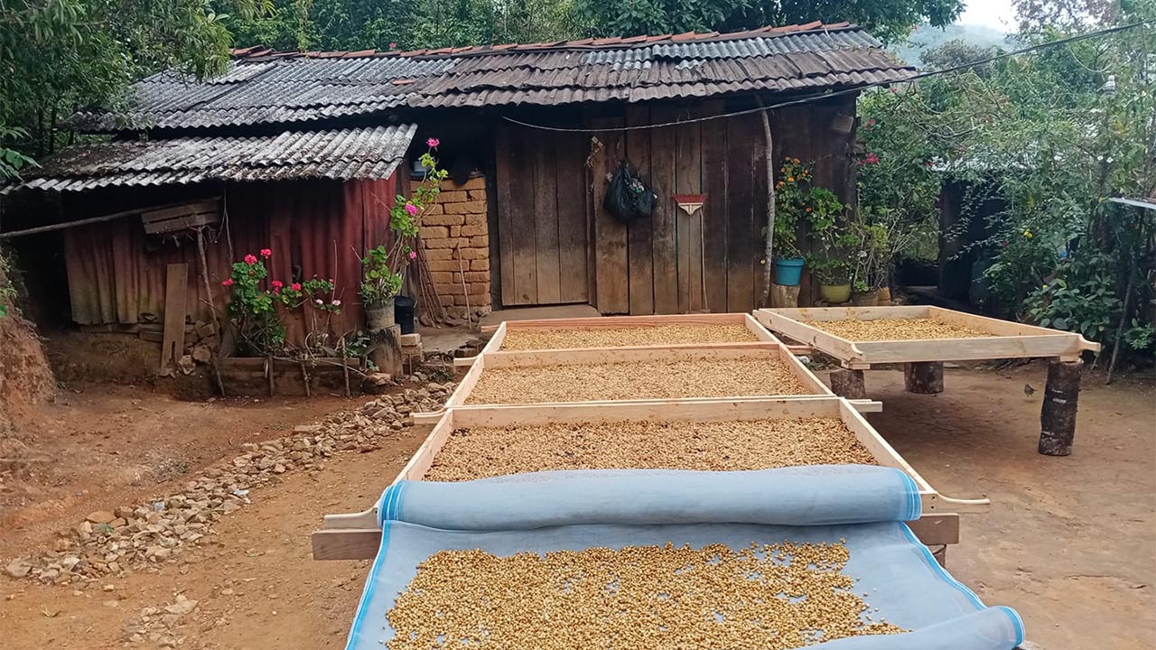 Granos de café artesanal mexicano tostado - método tradicional